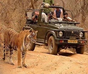 Wildlife Tour Packages in India